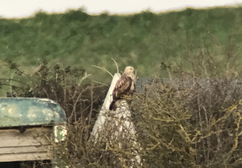 Rough-legged Buzzard