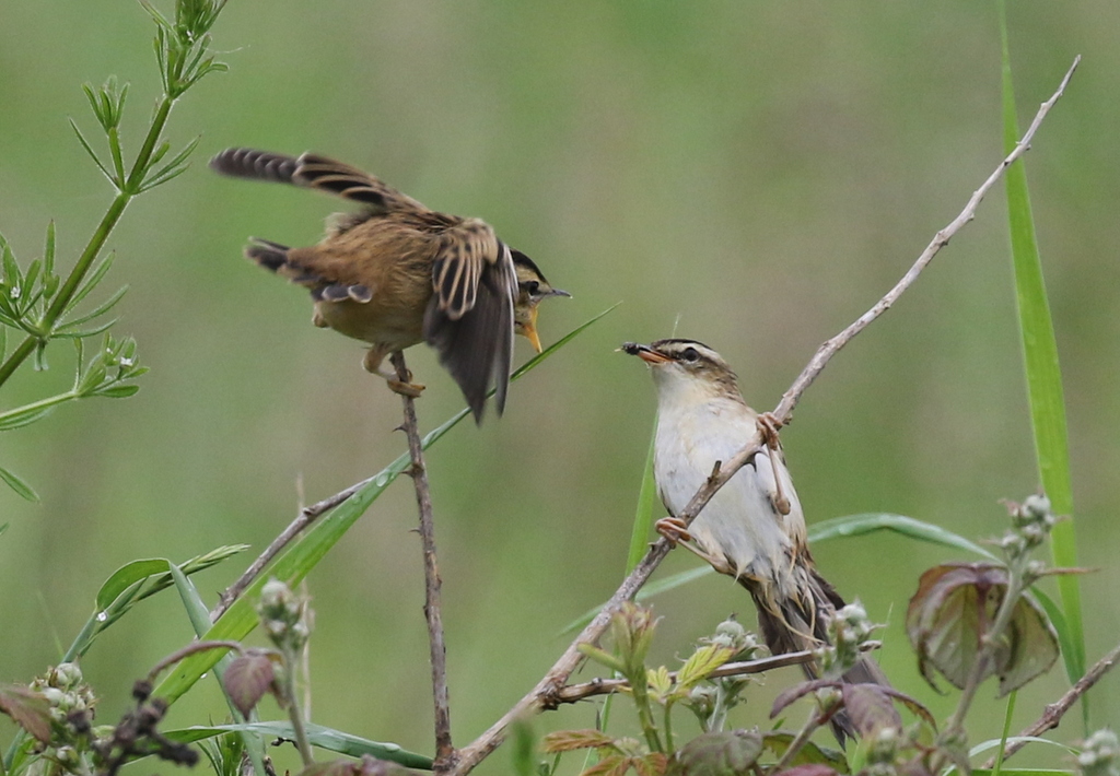 Sedge Warbler