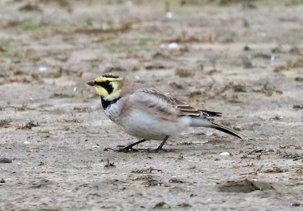 Shorelark