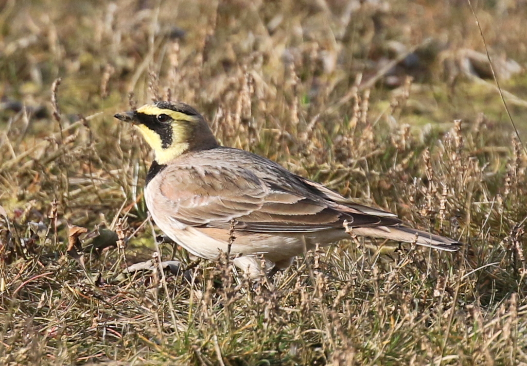 Shorelark