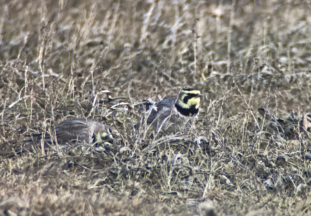 Shorelark