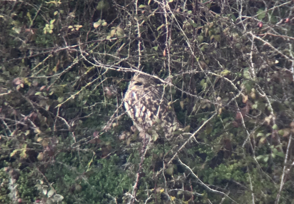 Short-eared Owl