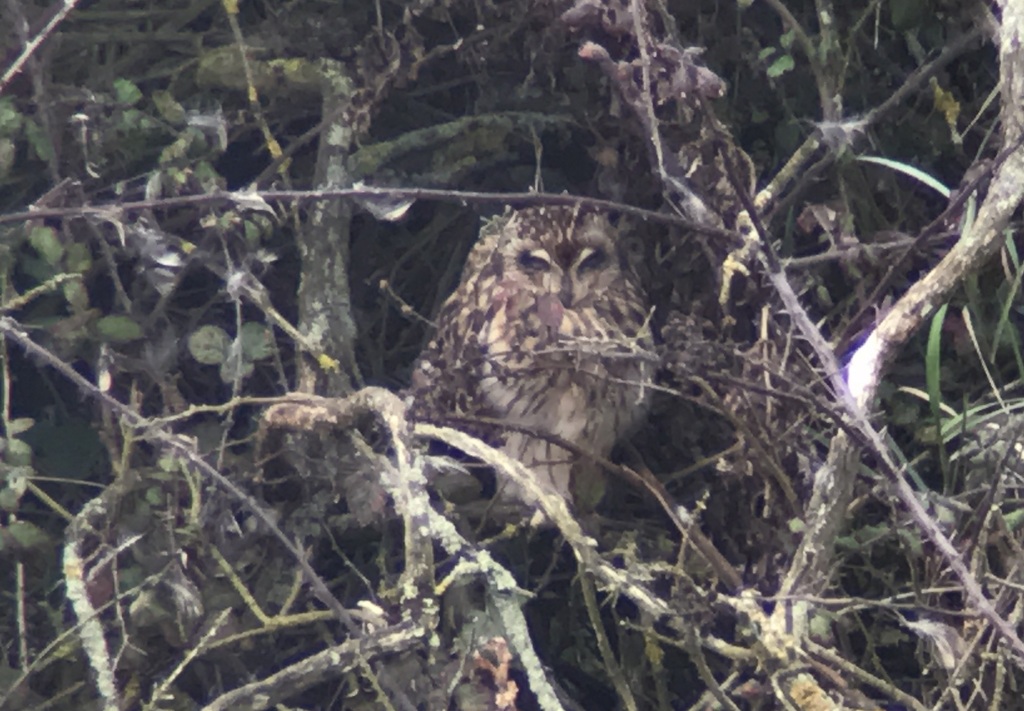 Short-eared Owl 1
