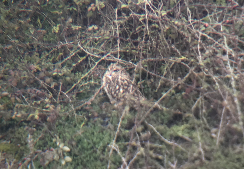 Short-eared Owl