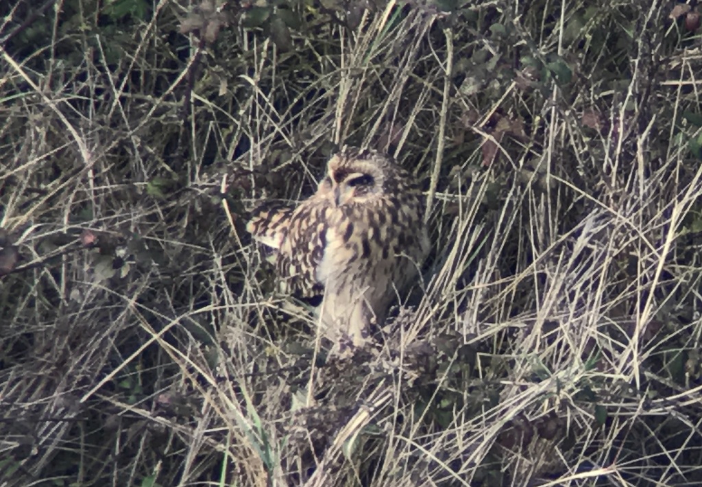 Short-eared Owl