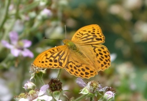Silver-washed Fritillary Holt CP 2014-06-26_1