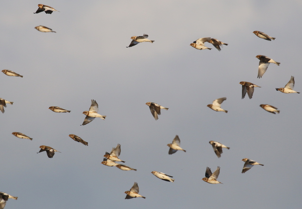 Snow Buntings