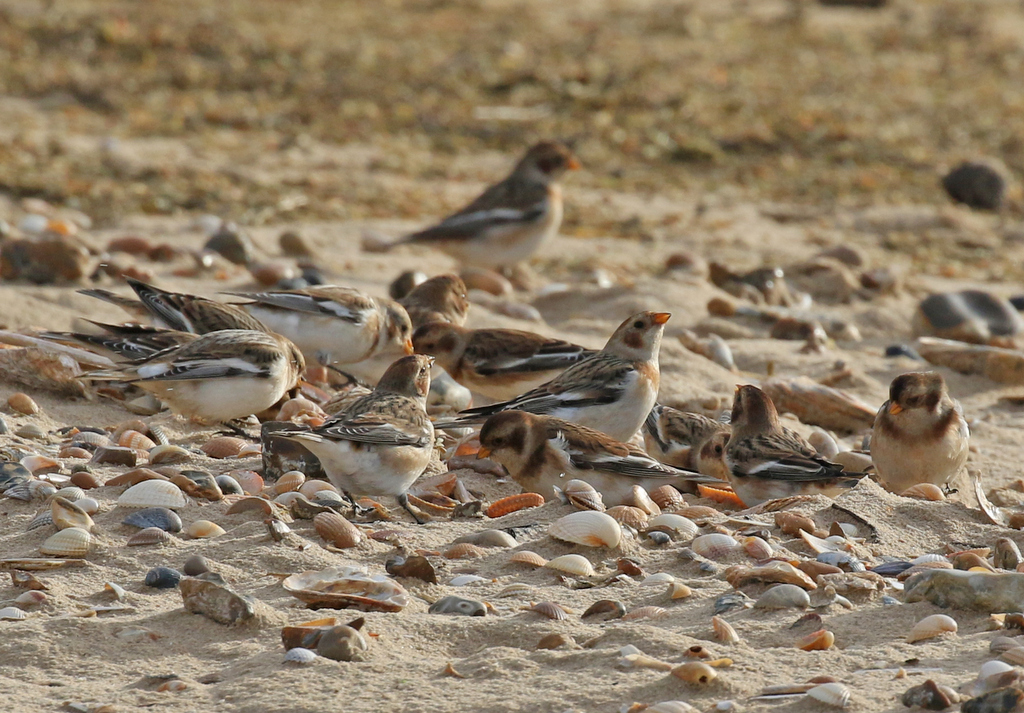 Snow Buntings