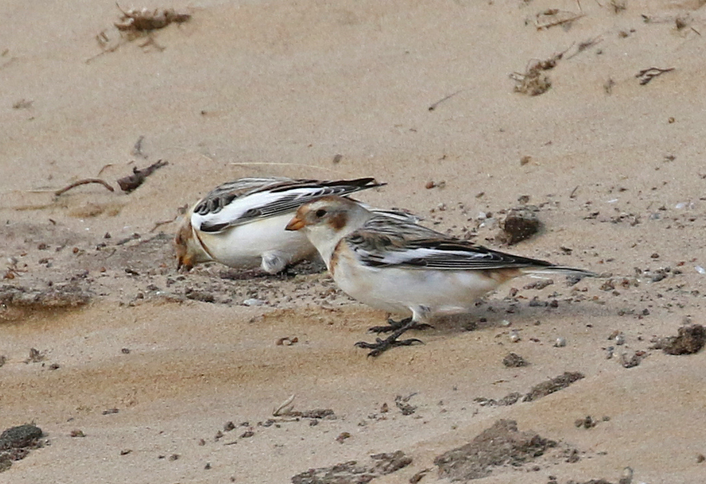 Snow Buntings