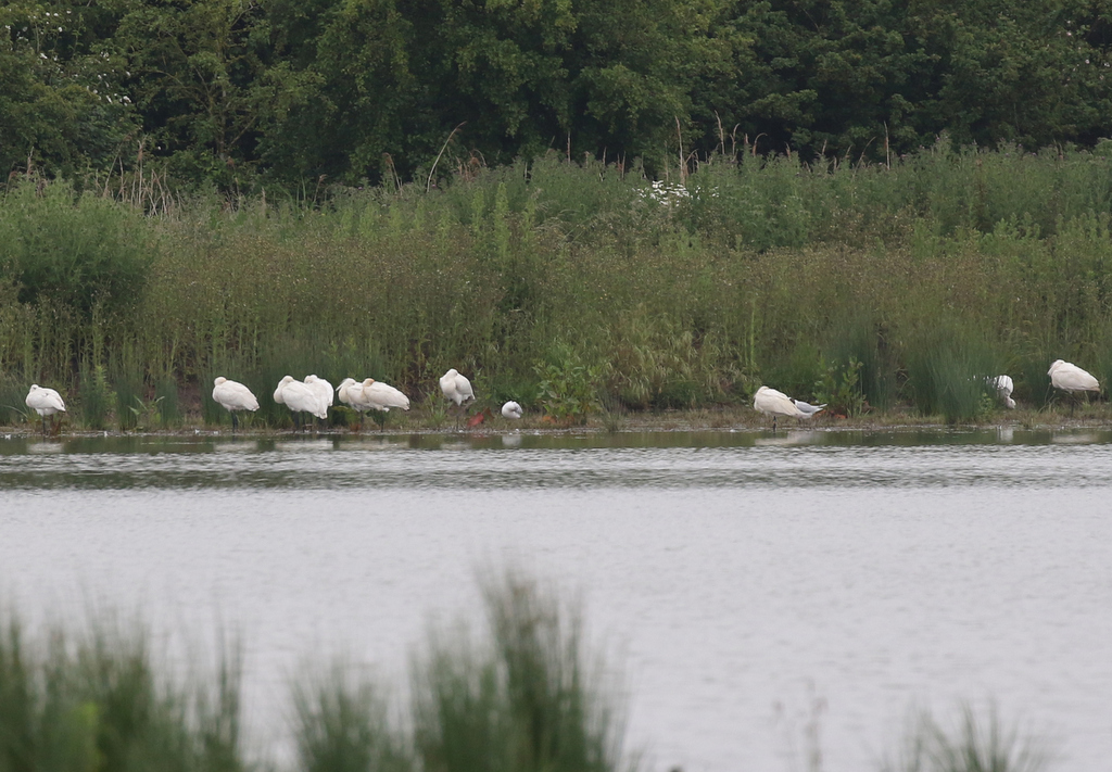 Spoonbills 1