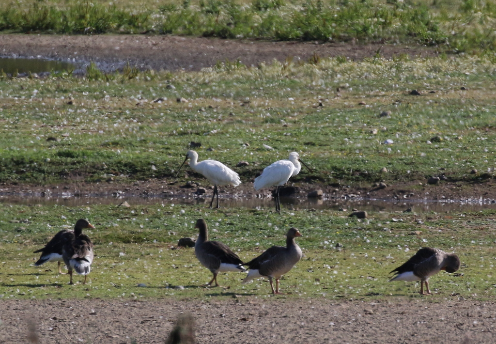 Spoonbills 1