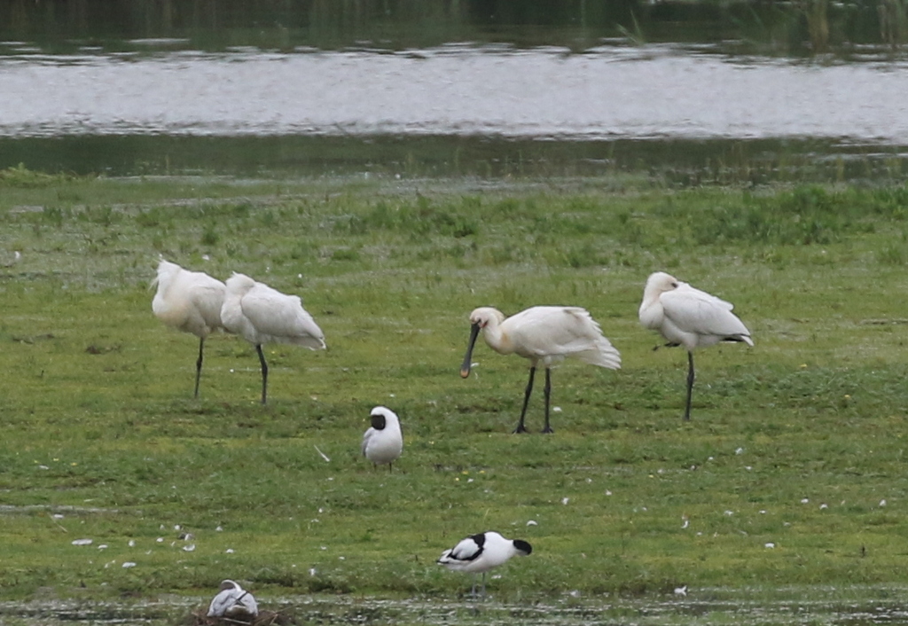 Spoonbills 2