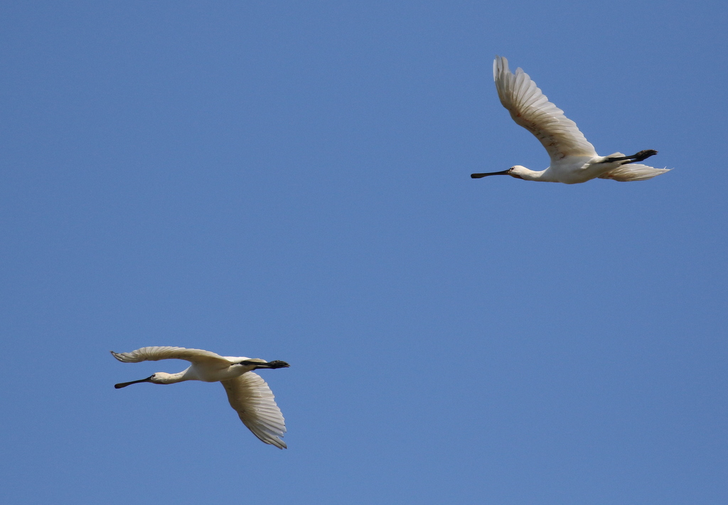 Spoonbills 2