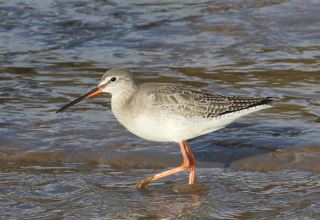 Spotted Redshank