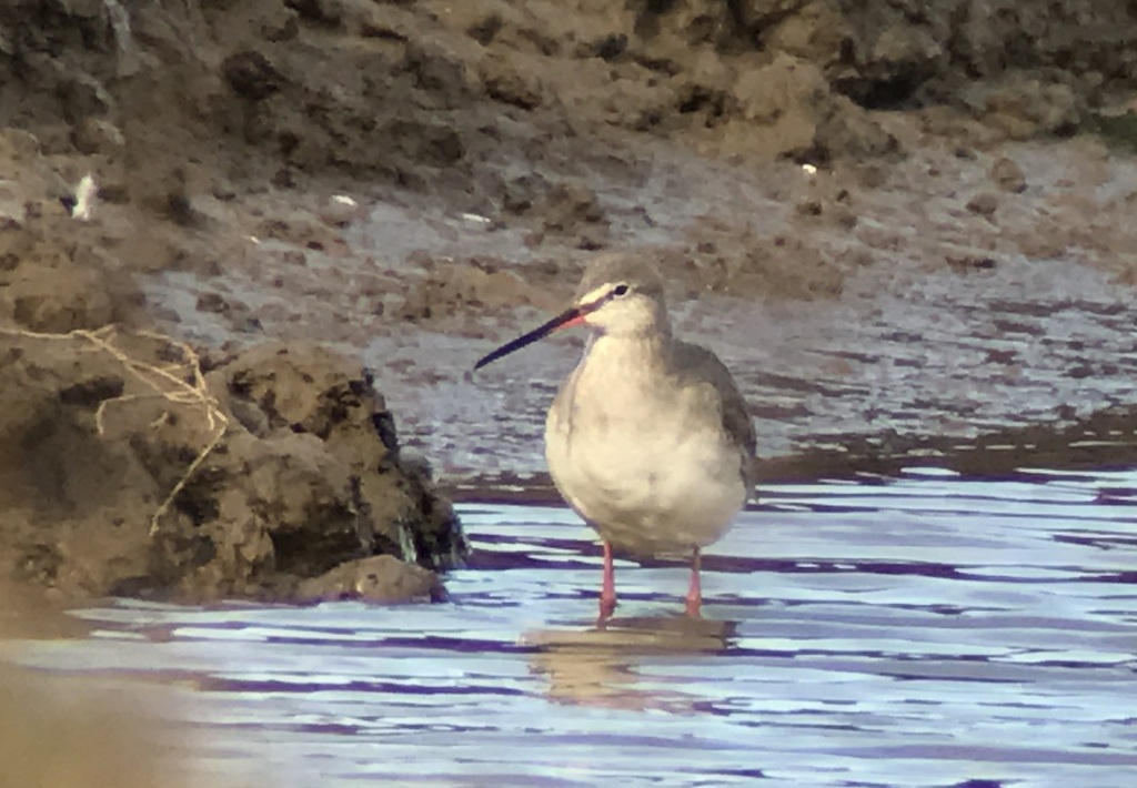 Spotted Redshank