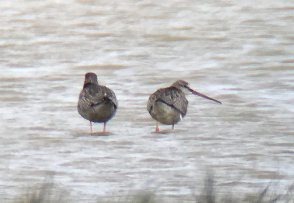 Spotted Redshanks