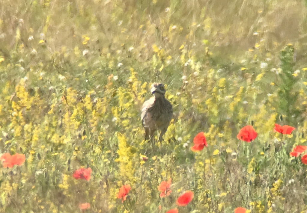 Stone Curlew 1