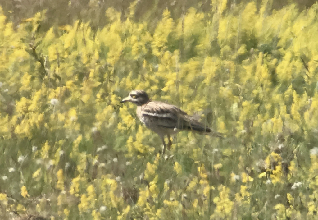 Stone Curlew 2