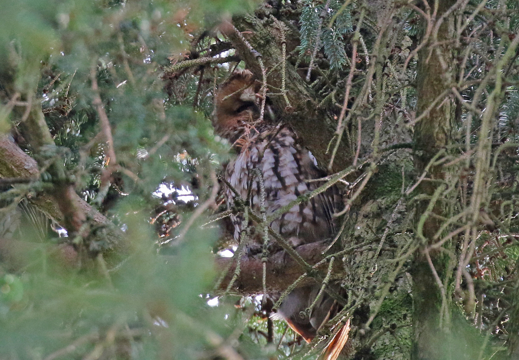 Tawny Owl