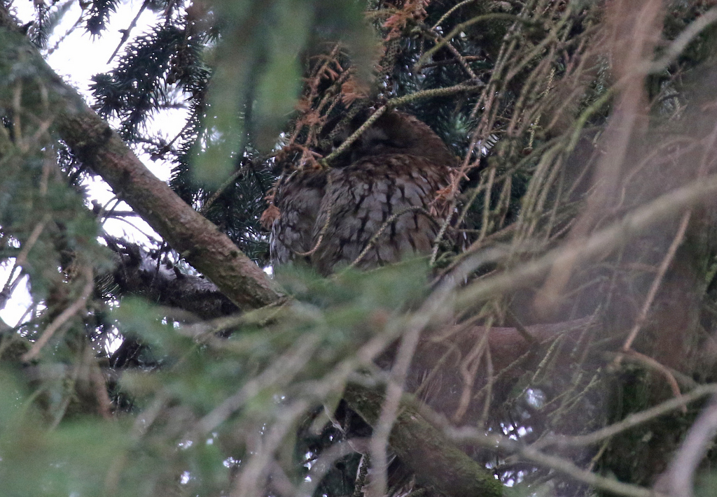 Tawny Owl