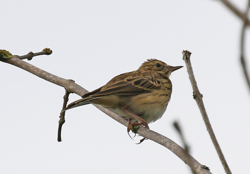 Tree Pipit