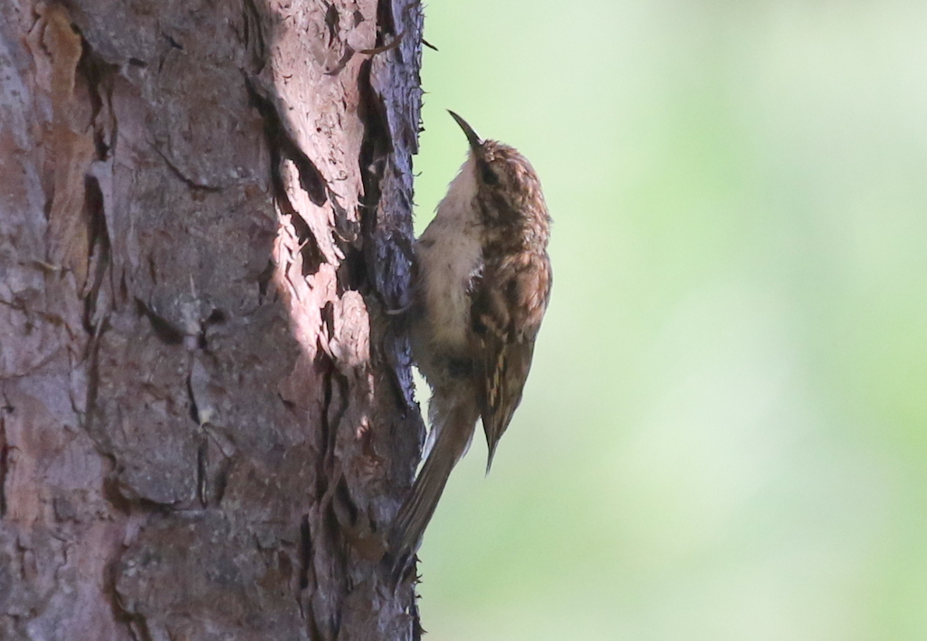 Treecreeper