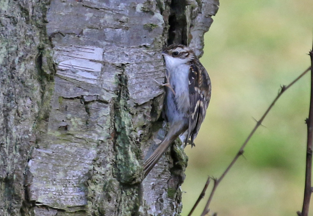 Treecreeper