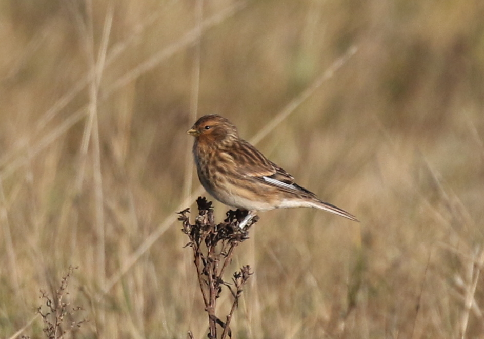 Twite