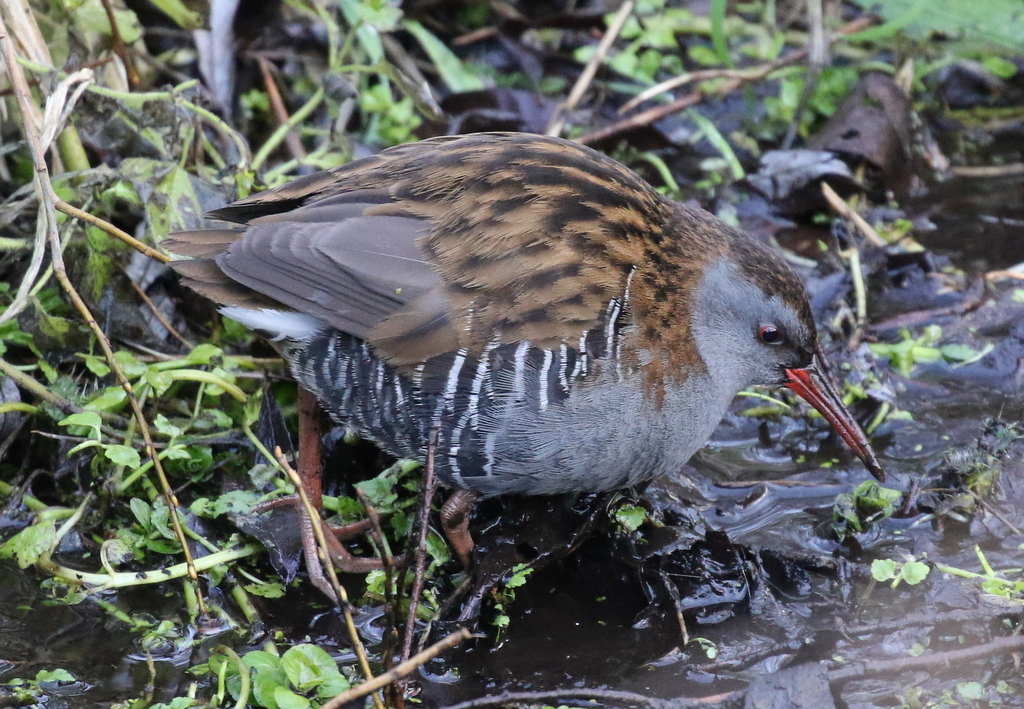 Water Rail