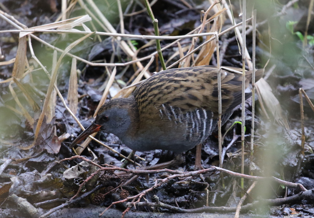 Water Rail