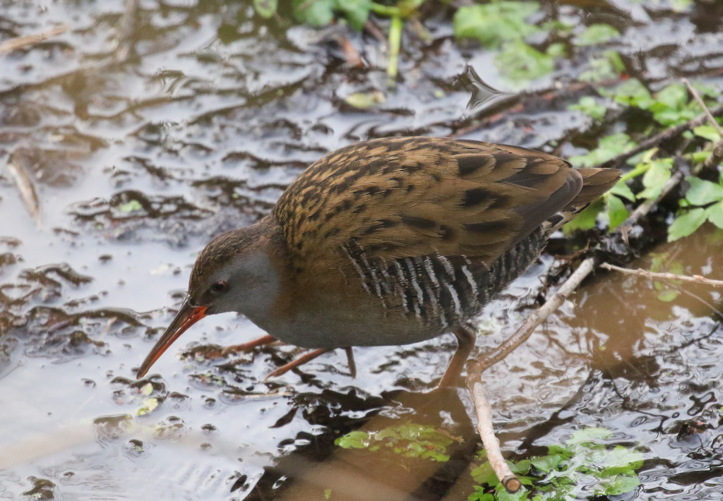 Water Rail