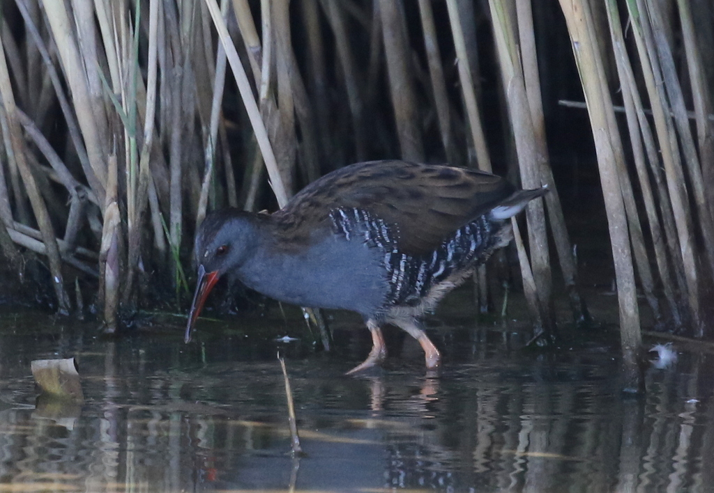 Water Rail