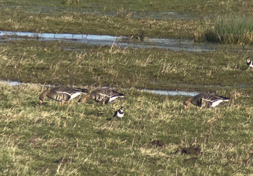 White-fronted Geese