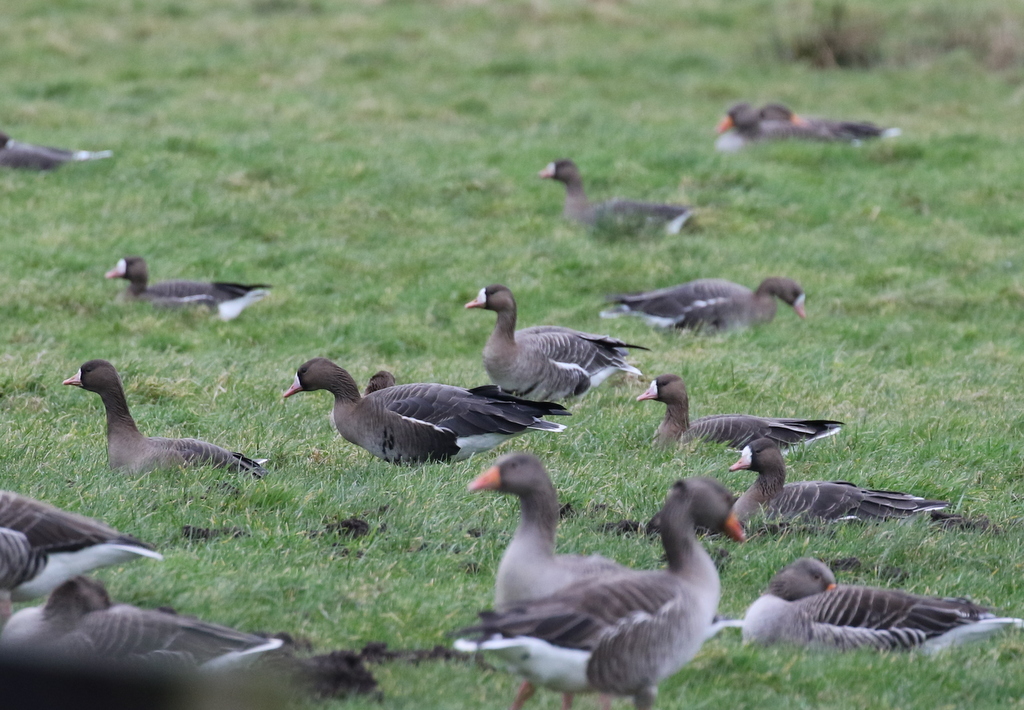 White-fronted Geese