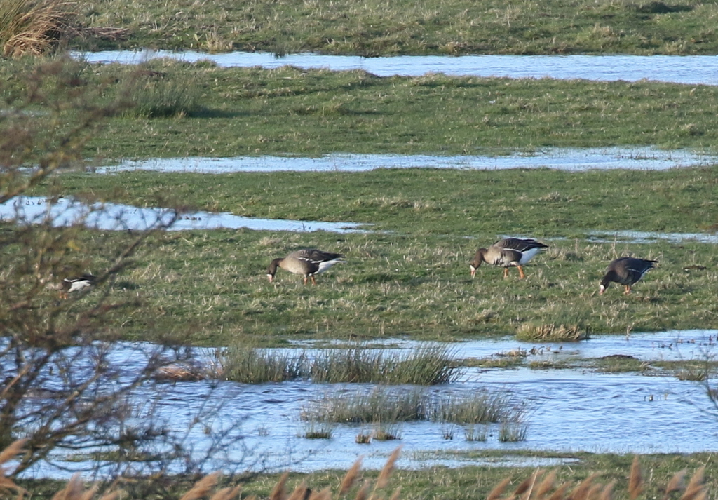 White-fronted Geese