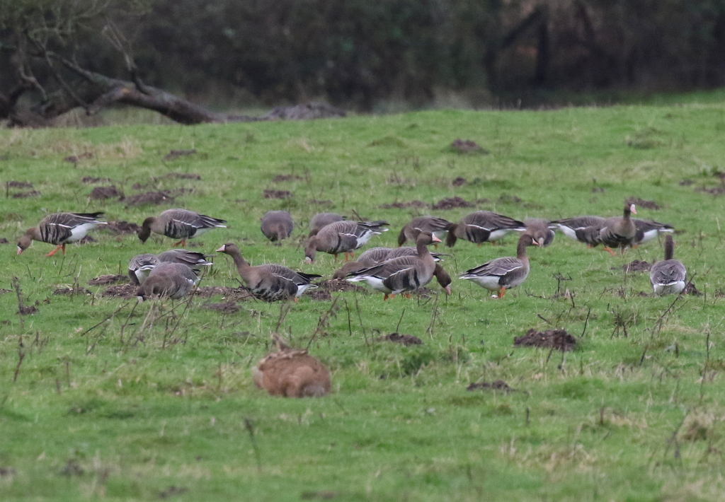 White-fronted Geese