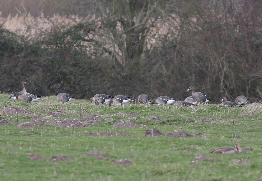 White-fronted Geese