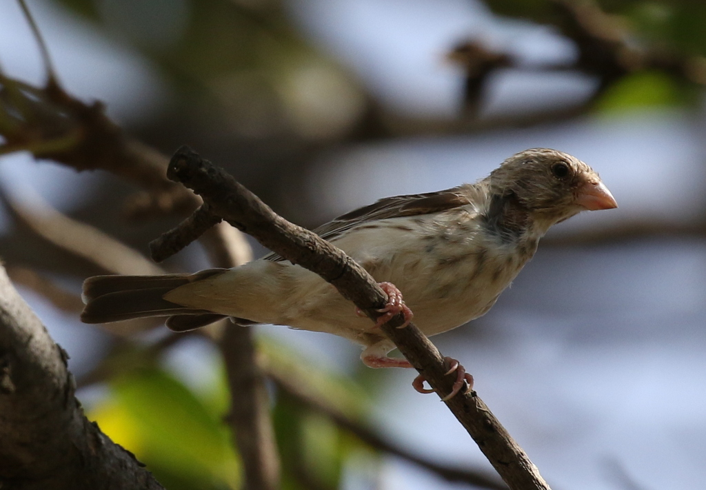 White-rumped Seed-eater