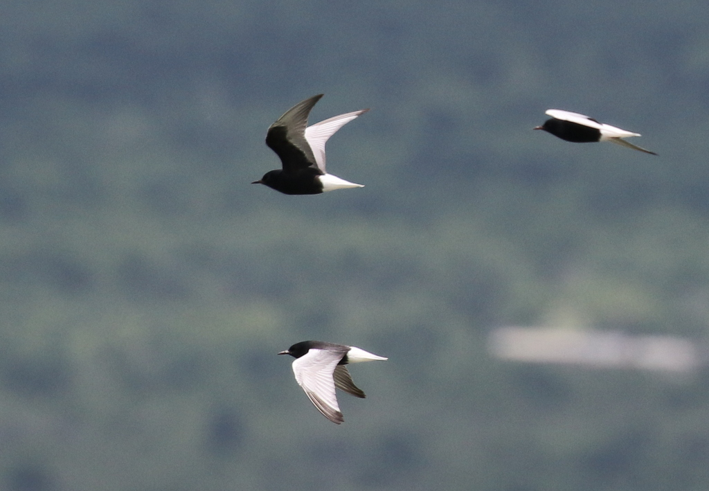 White-winged Black Tern 1