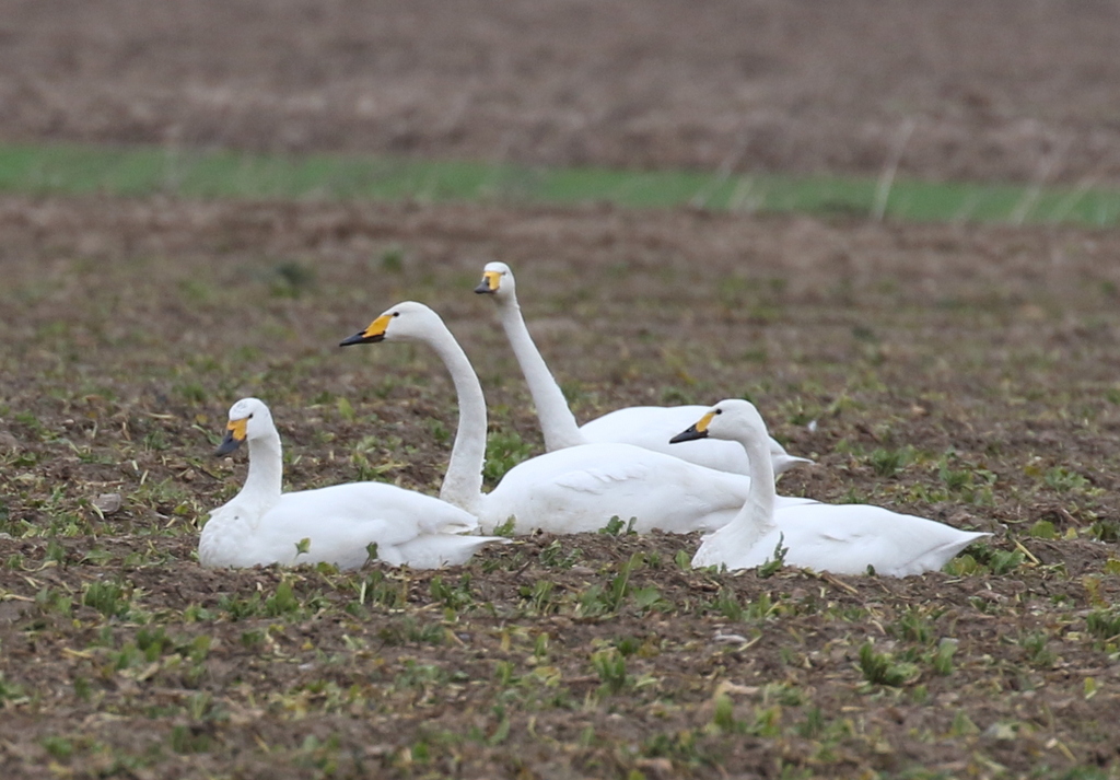 Whooper and Bewick's Swans 2