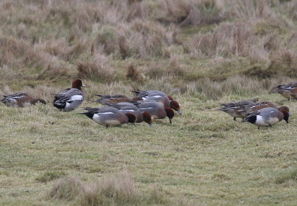 Wigeon