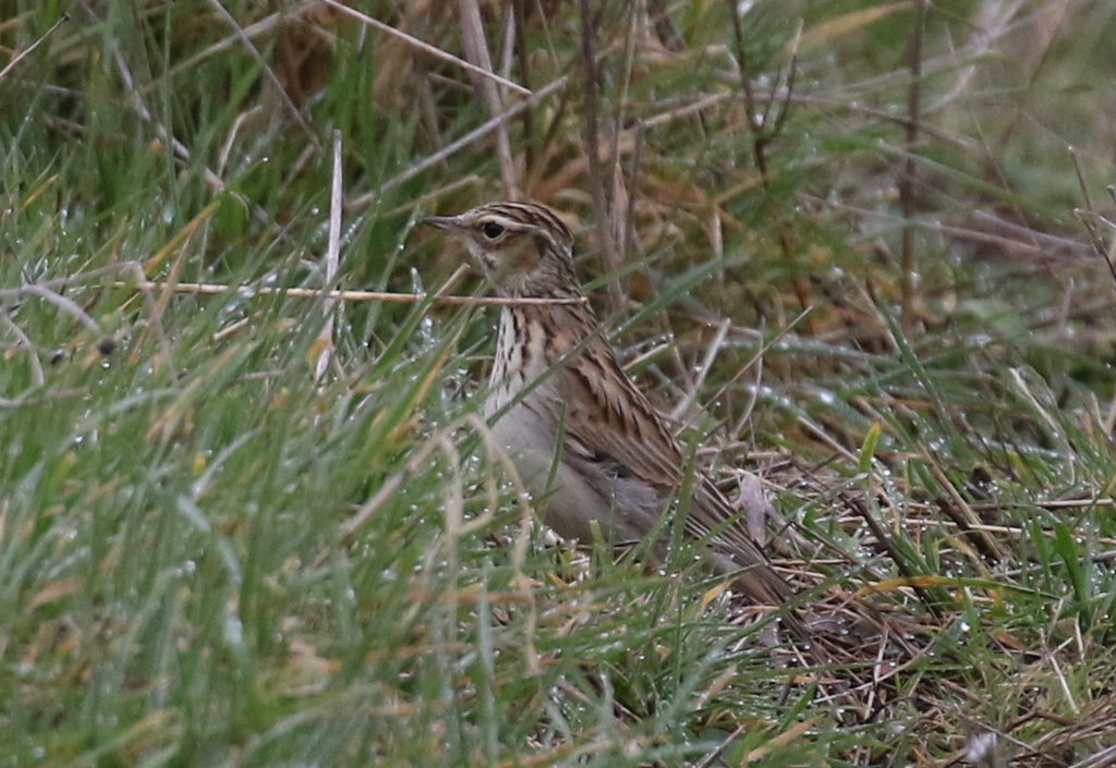 Woodlark 1