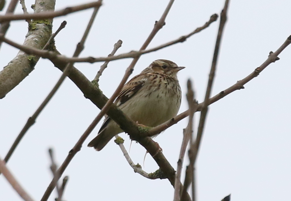 Woodlark 2