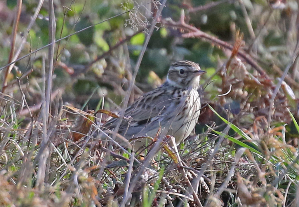 Woodlark