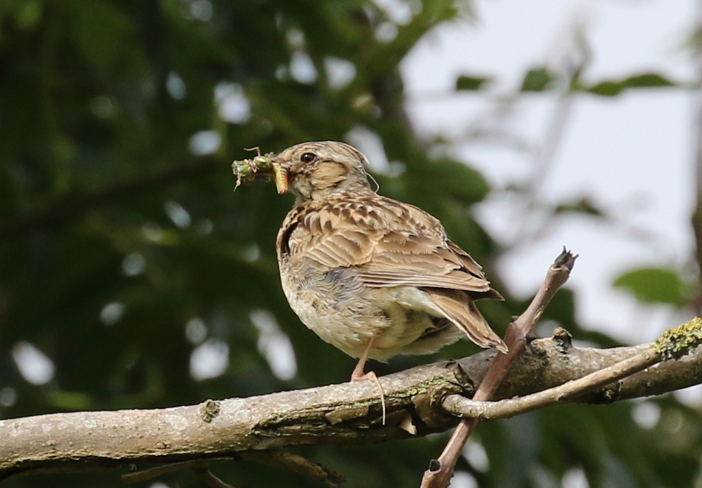 Woodlark