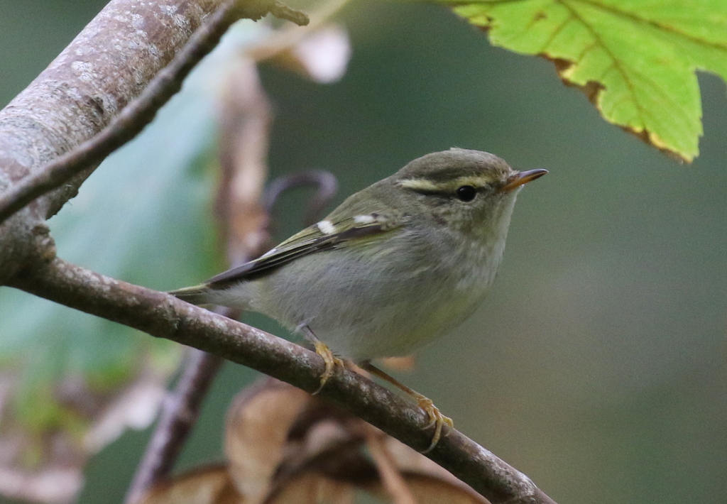 Yellow-browed Warbler 1