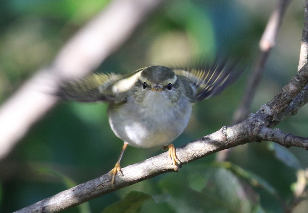 Yellow-browed Warbler 2
