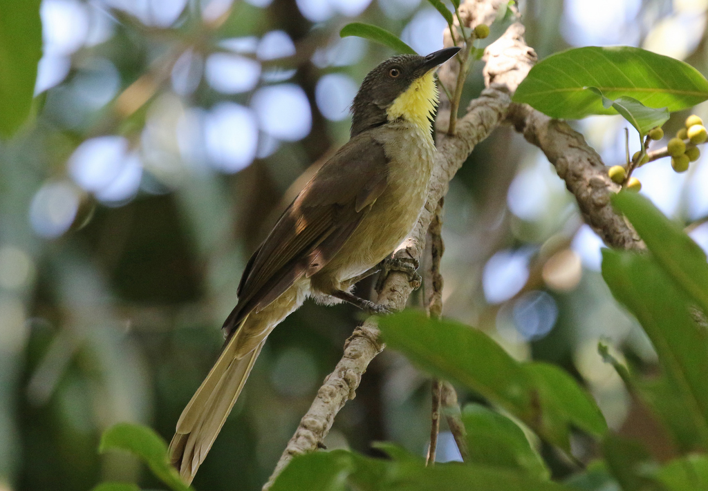Yellow-throated Leaflove