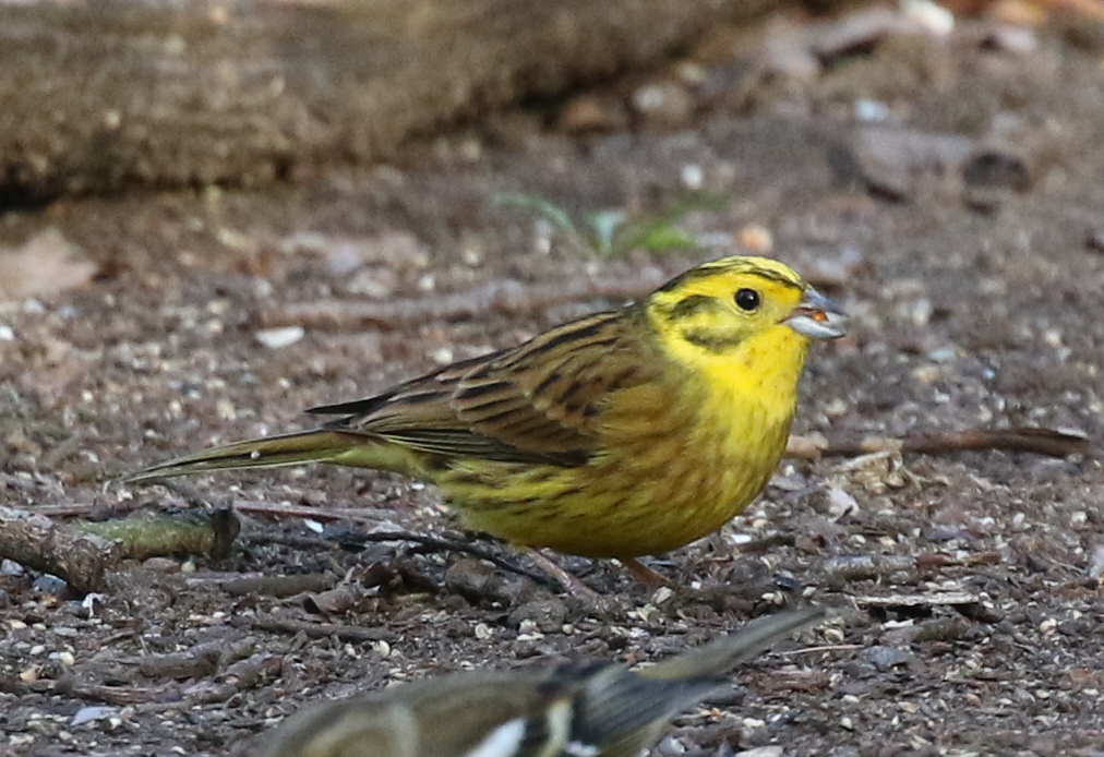 Yellowhammer