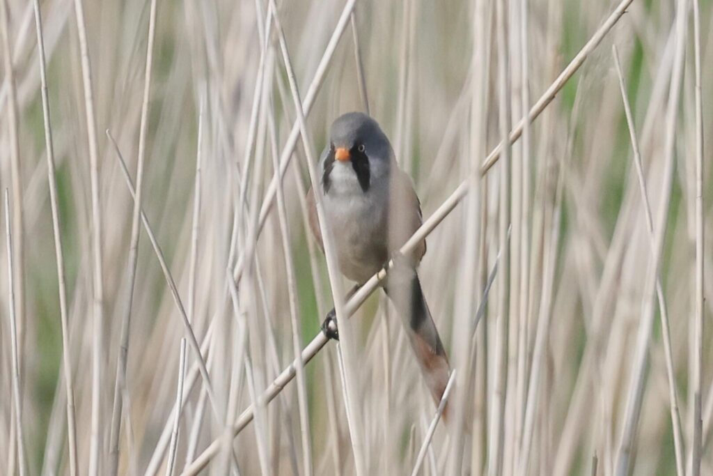 Bearded Tit